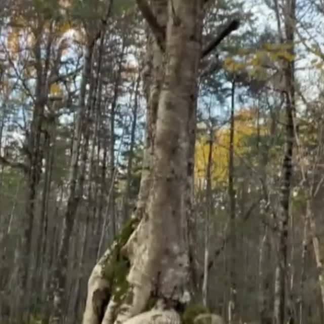 дерево мутант Гиф - Гифис