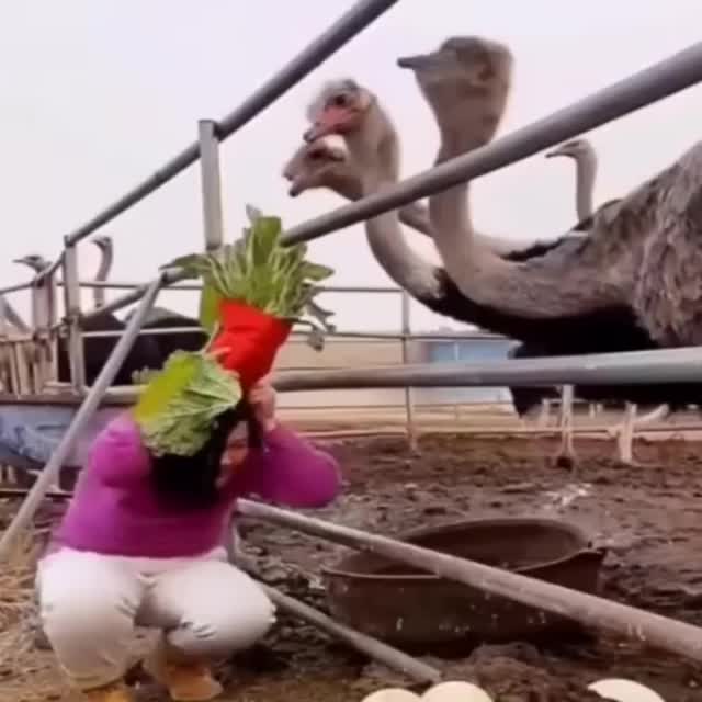 как стащить яйцо у страусов Гиф - Гифис