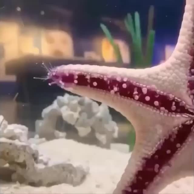 морская звезда в аквариуме Гиф - Гифис