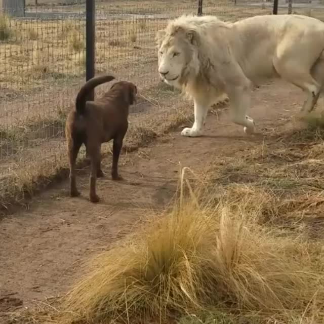 лев поздоровался с псом Гиф - Гифис