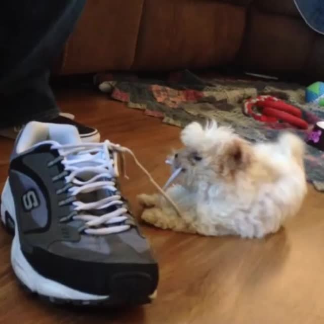 собака vs кроссовок Гиф - Гифис