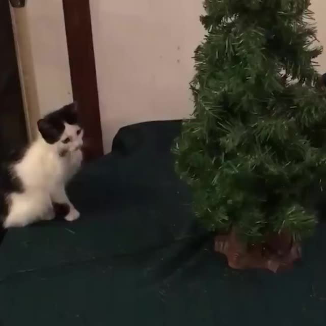живая елка и котенок Гиф - Гифис