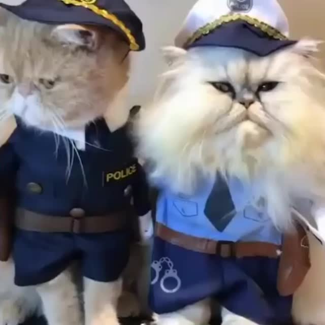 коты на страже порядка Гиф - Гифис