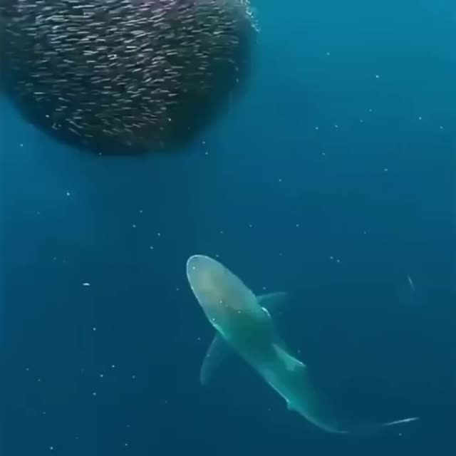 подводная красота Гиф - Гифис