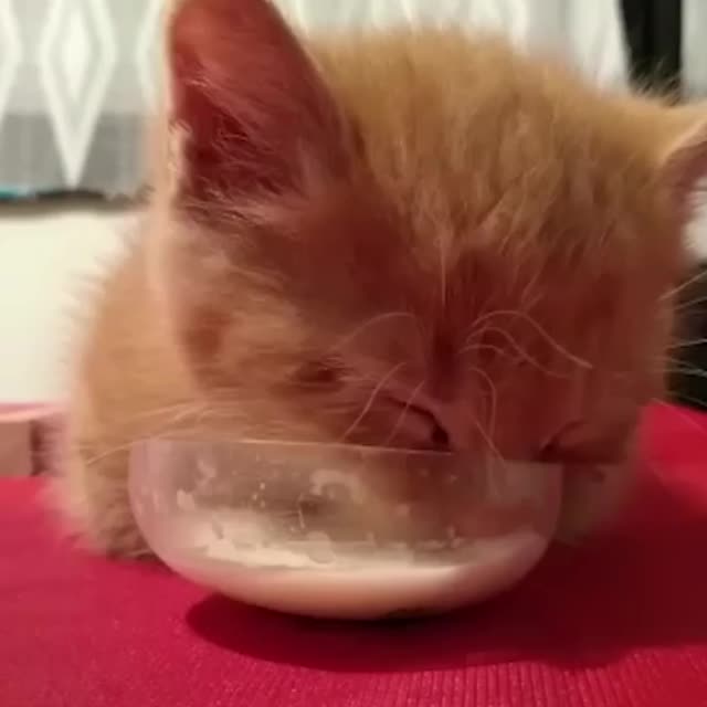 котенок уснул в миске с молоком Гиф - Гифис