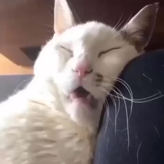 как спит мой кот Гиф - Гифис