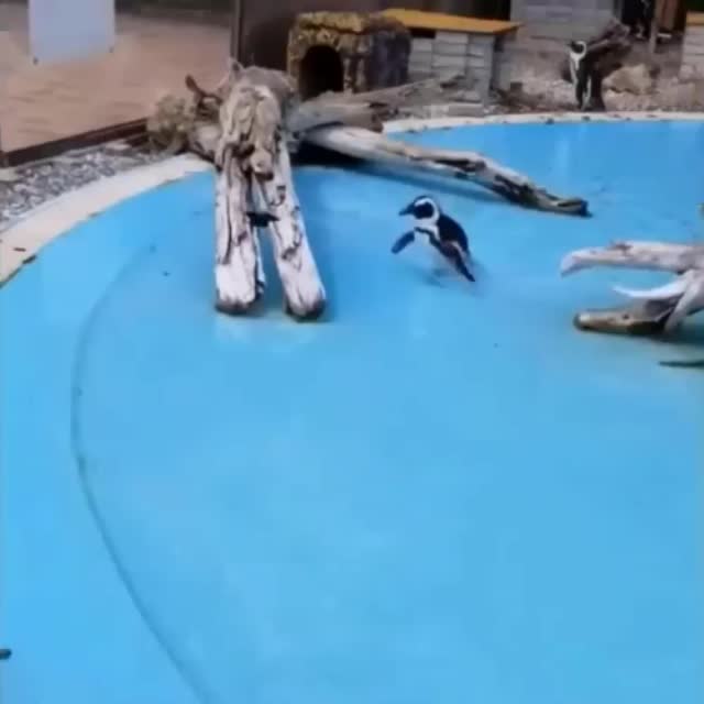 пингвин гоняется за птичкой Гиф - Гифис