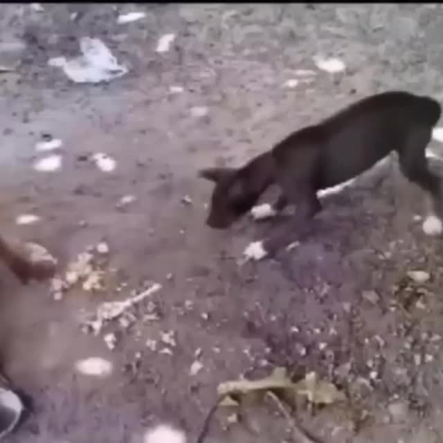 обезьяна дразнит собаку на цепи Гиф - Гифис