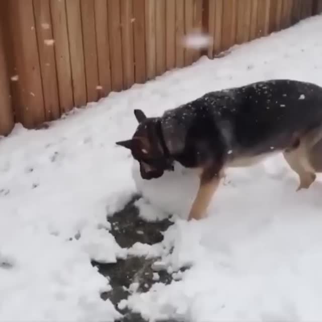 пес лепит комок для снеговика Гиф - Гифис