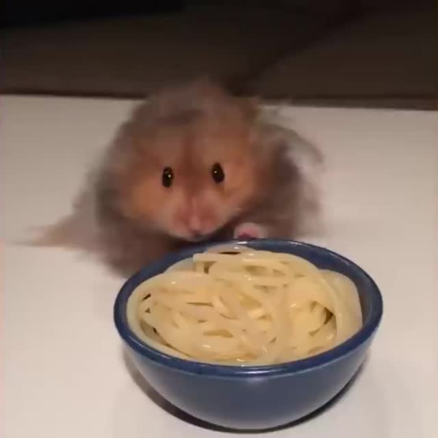 хомячок аппетитно кушает спагетти Гиф - Гифис