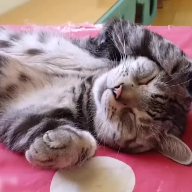 как разбудить кота Гиф - Гифис