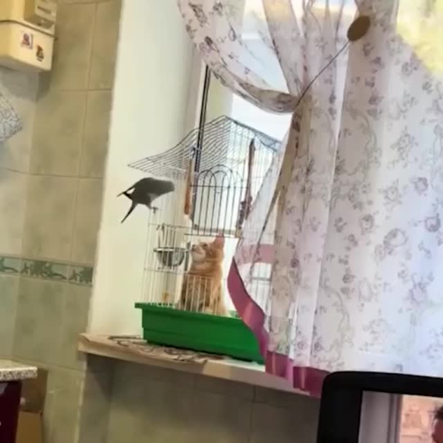 попугай прогоняет кота Гиф - Гифис