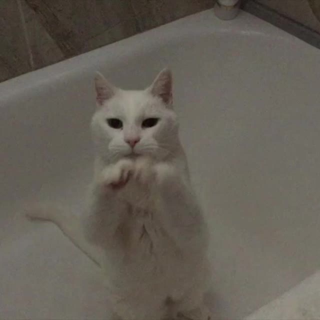 кот умоляет чтобы его не мыли Гиф - Гифис