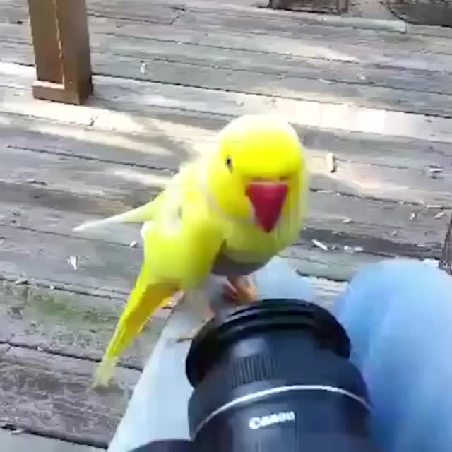 попугай помогает чинить камеру Гиф - Гифис
