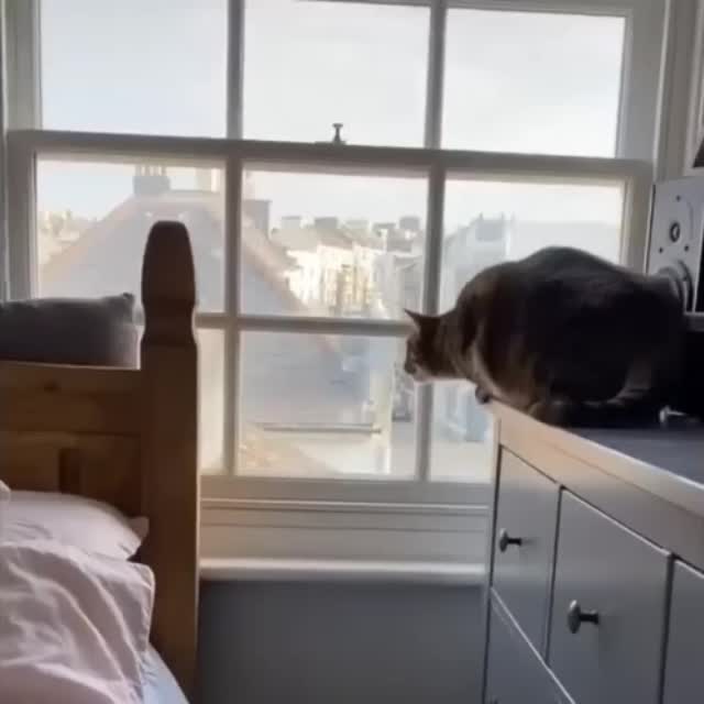 кот пытается прогнать птицу за окном Гиф - Гифис
