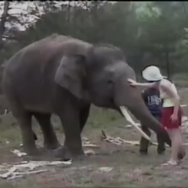 слон флиртует с туристкой Гиф - Гифис