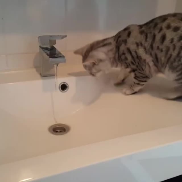 кот смешно наблюдает как вода течет Гиф - Гифис
