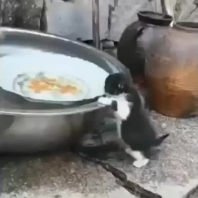 котенок пьет воду из тазика Гиф - Гифис