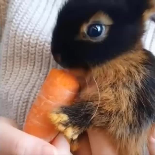 крольчонка угостили морковкой Гиф - Гифис
