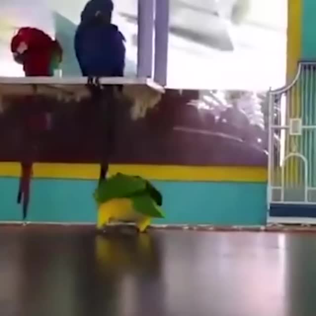 попугаи играют в баскетбол Гиф - Гифис