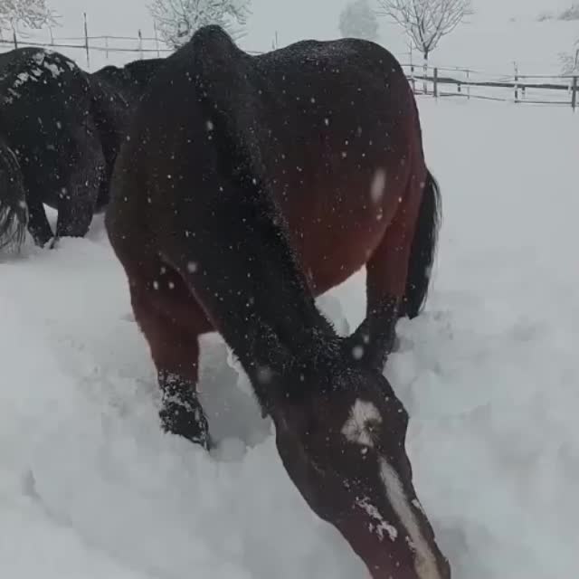 лошадки радуются снегу Гиф - Гифис