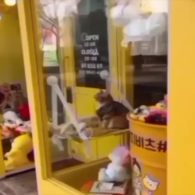 кот подрабатывает манекеном в магазине Гиф - Гифис