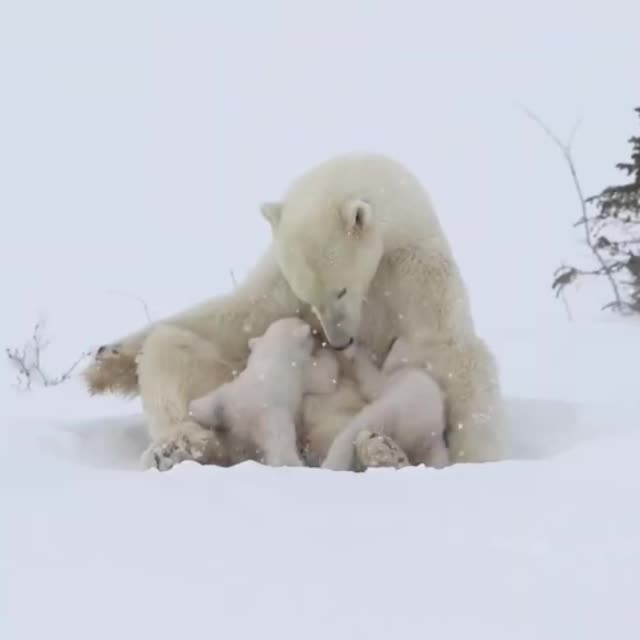 белая медведица с детенышами Гиф - Гифис