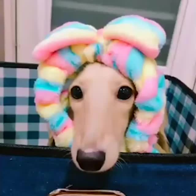 милая собачка с красивой повязкой на голове Гиф - Гифис