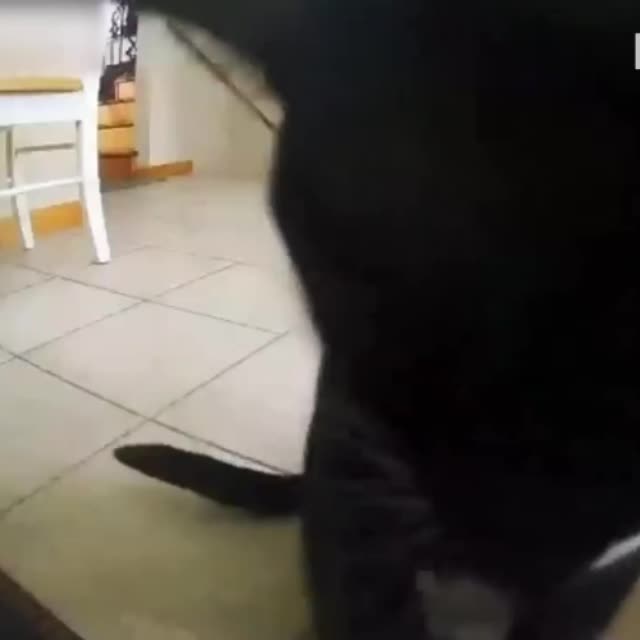 любопытный кот Гиф - Гифис