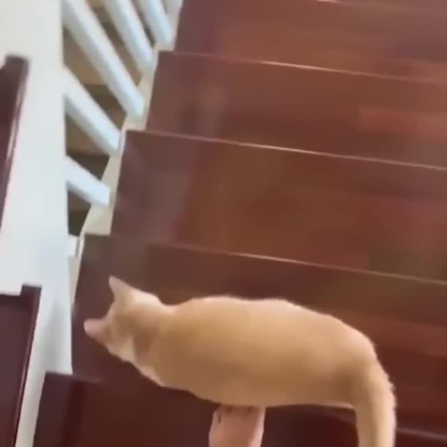 спуск с лестнице очень ленивого кота Гиф - Гифис
