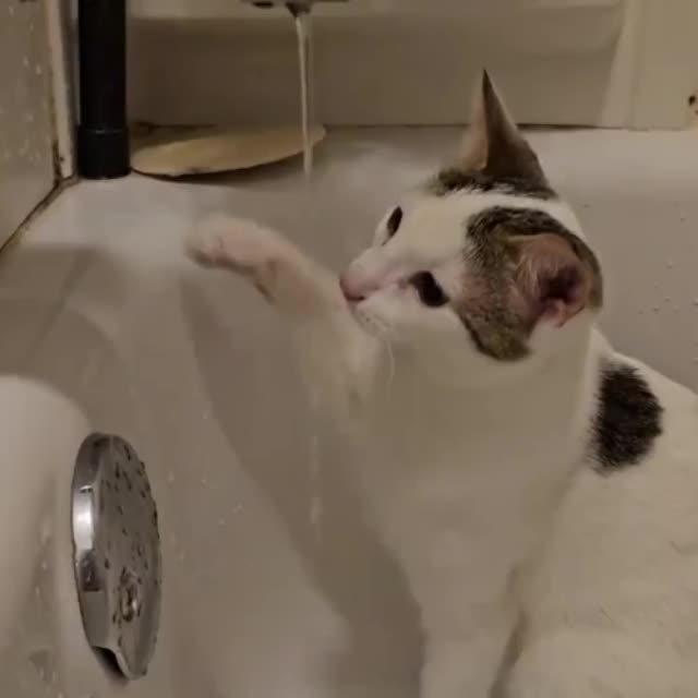 кот обожает пить воду из под крана Гиф - Гифис