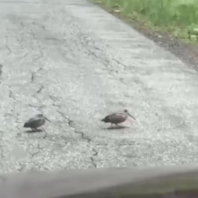 птицы смешно переходят дорогу Гиф - Гифис