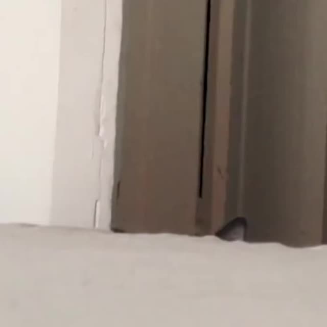 кот играет в шпионы Гиф - Гифис