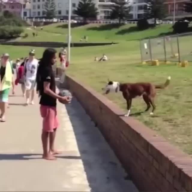 волейбол с псом Гиф - Гифис