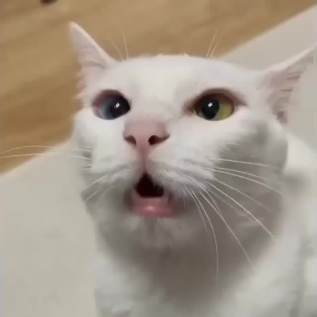 белый кот с разными цветами глаз Гиф - Гифис