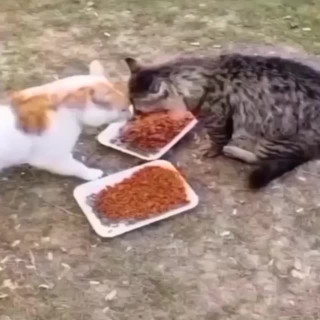 типичные коты перед едой Гиф - Гифис