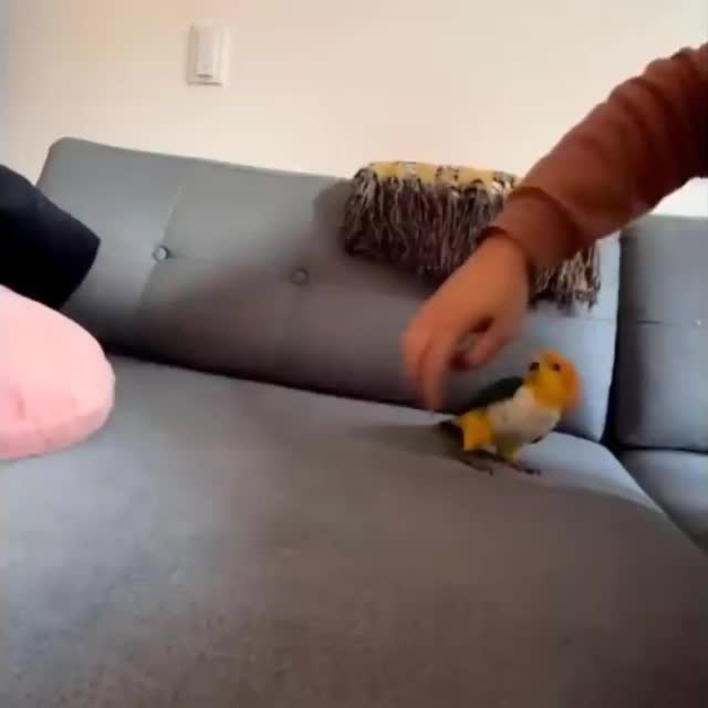 попугай играется с хозяином Гиф - Гифис