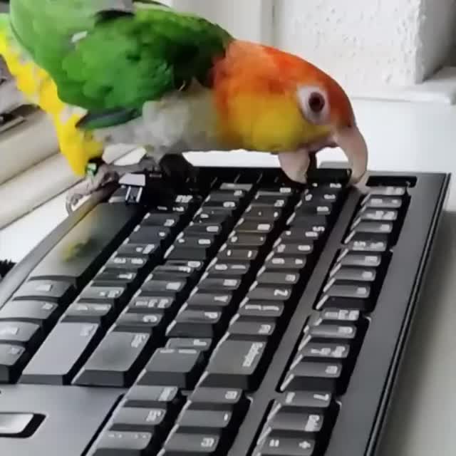 попугай ремонтирует клавиатуру Гиф - Гифис