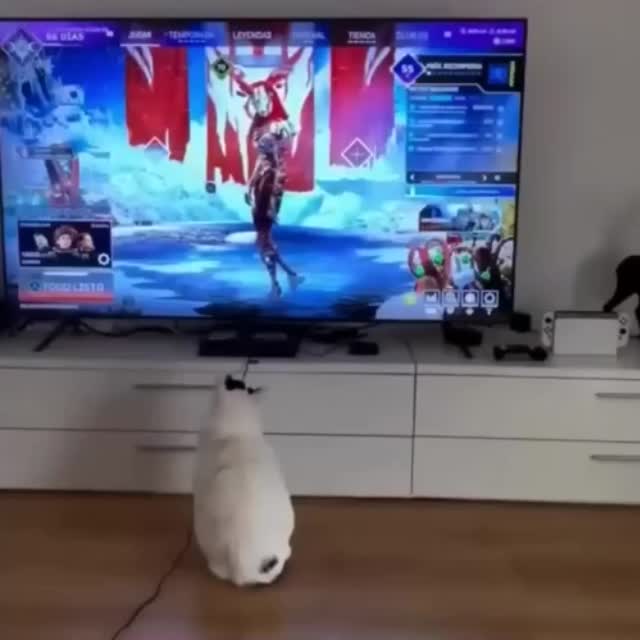 реакция кота на моего персонажа в игре Гиф - Гифис
