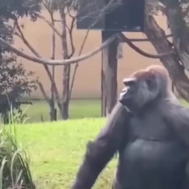 горила показала язык туристам Гиф - Гифис