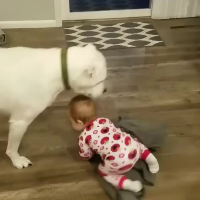 собака любит играть прятки с малышом Гиф - Гифис