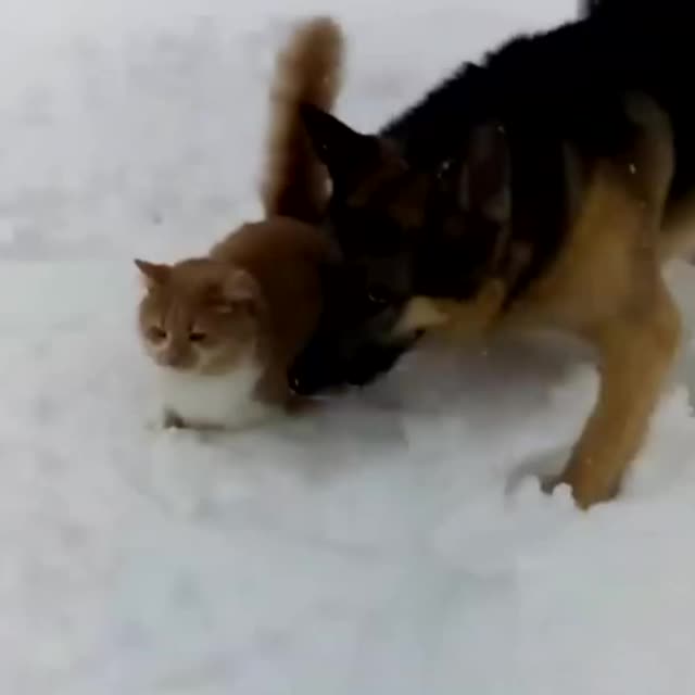 ткнул кота мордой в снег Гиф - Гифис