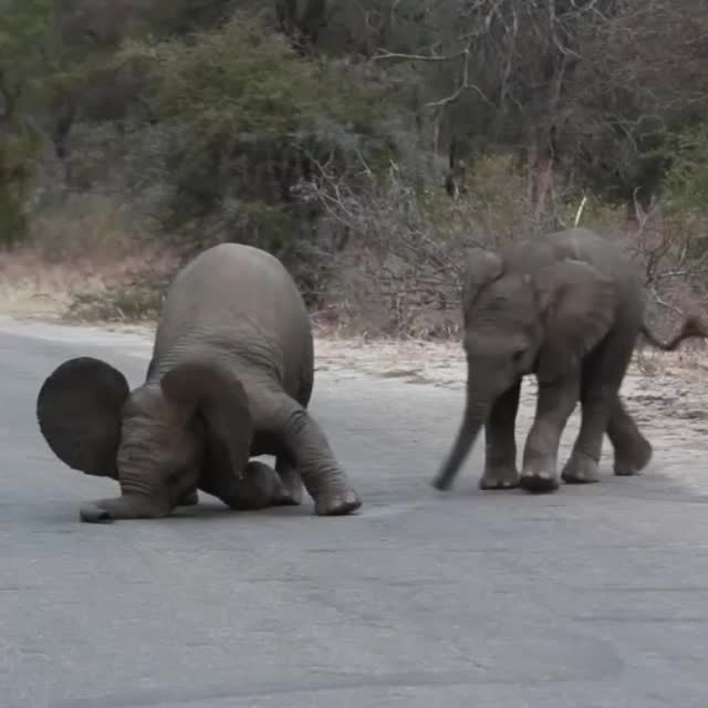 два слоненка на дороге Гиф - Гифис