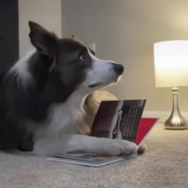 даже пес читает книгу, какой молодец! Гиф - Гифис