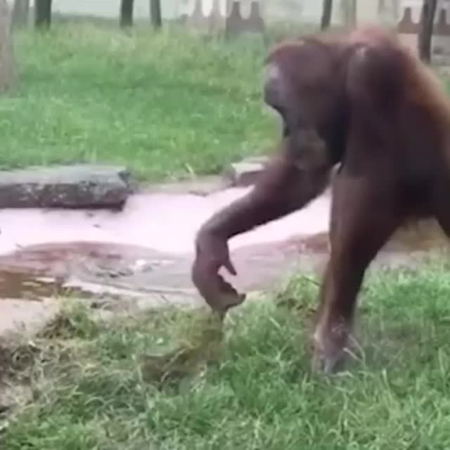 шимпанзе vs выдры Гиф - Гифис