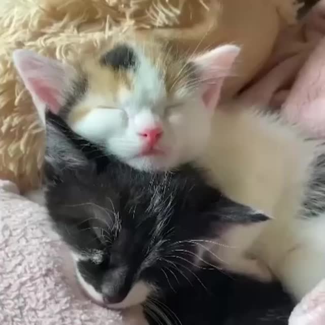 два котенка спят в обнимку Гиф - Гифис