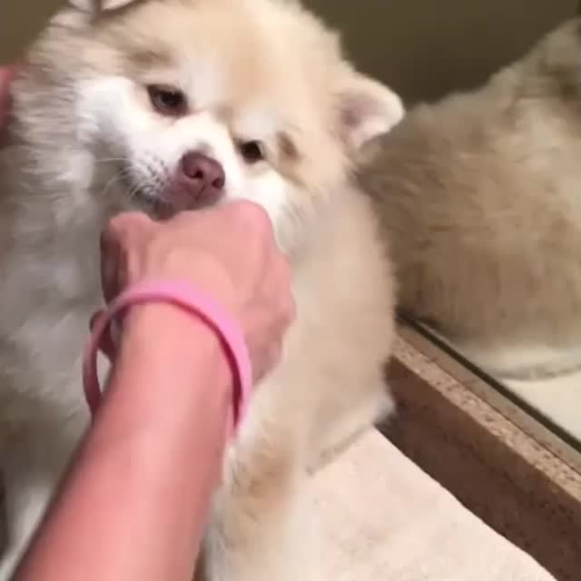 собака чистит зубы Гиф - Гифис