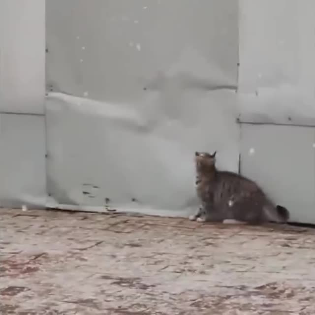 котенок ловит снежинки Гиф - Гифис