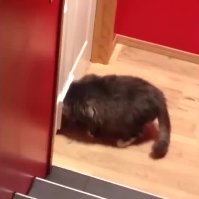 толстый кот показал хозяину фокус с исчезновением Гиф - Гифис