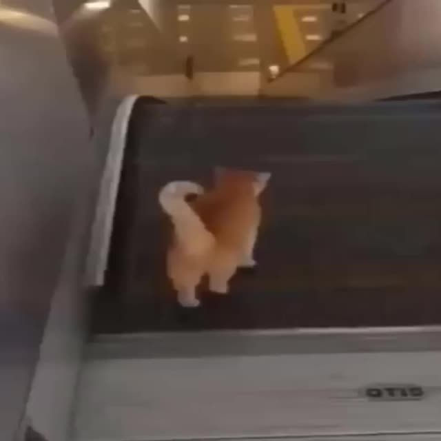 котенок спускается на эскалаторе Гиф - Гифис